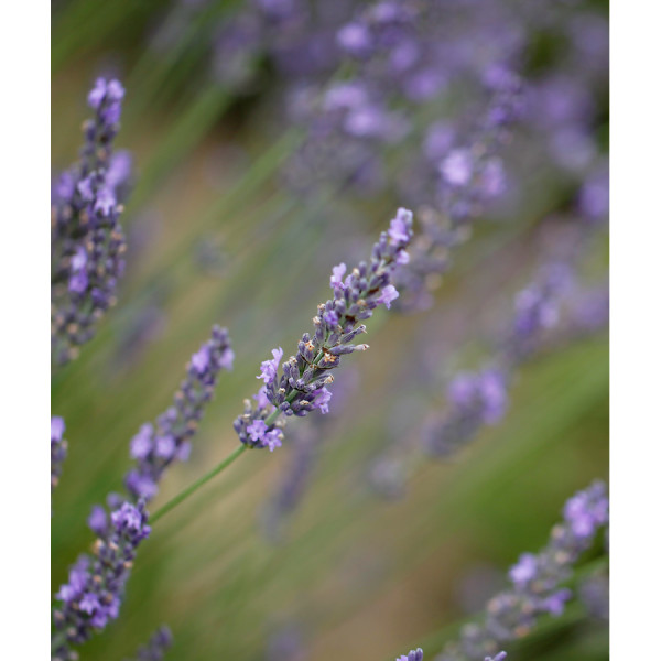 Lavender + Bees = Honey