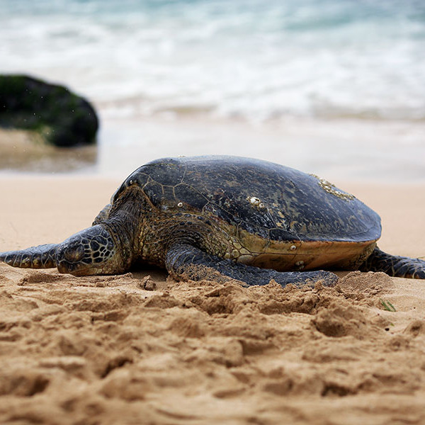 More O'ahu Images....