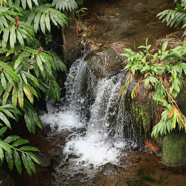 Walking the Rain Forest of Akaka Falls