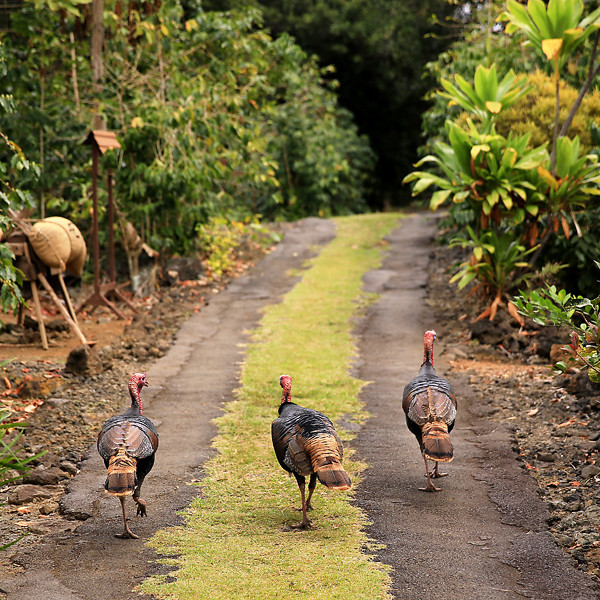 Kona Coffee Historical Farm