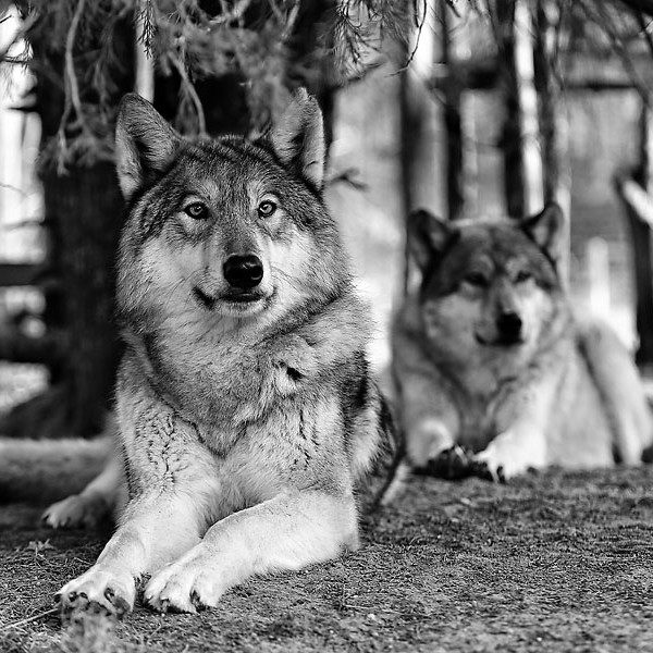 Wolves, They love this weather