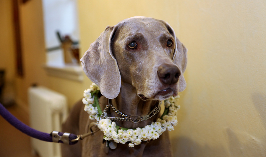 Philadelphia Home Wedding Reception of Julia + John