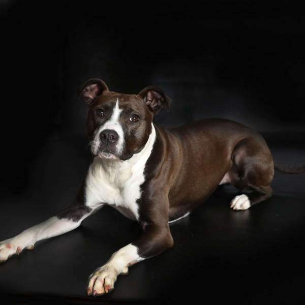 Pet Photography of a Most Beautiful Dog